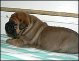 Puppies 1-3 weeks - Pennut 1-3 viikkoa
